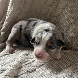 Beth - Blue merle female Australian Shepherd puppy in Bainbridge, Ohio from CK Aussies