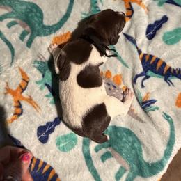 Black - Liver and white male German Shorthaired Pointer puppy in Jackson, Georgia from Rosengrace Gsps (formerly Tiner GSP’s)