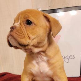 Olde English Bulldogges from Wrinkled Up Creations