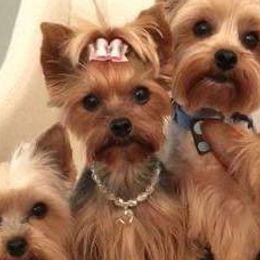 Yorkshire Terriers from Darcelle Mack