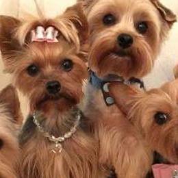 Yorkshire Terriers from Darcelle Mack