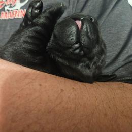 Boy 1 - Black male Labrador Retriever puppy in Naselle, Washington from East Deep River Farm and Labradors