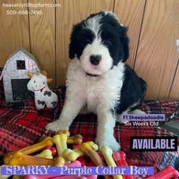 SPARKY - Purple collar boy - Black and white male Sheepadoodle puppy in Charlo, Montana from Heavenly Hilltop Farm