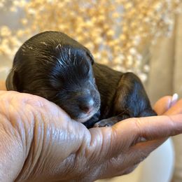 Blue Collar - Black and tan male Cavapoo puppy in Palm Beach County, Florida from Benji’s Cockapoos