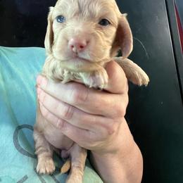 Marilyn - Cream female Dachshund puppy in Bigfork, Minnesota from Dachshunds Up North