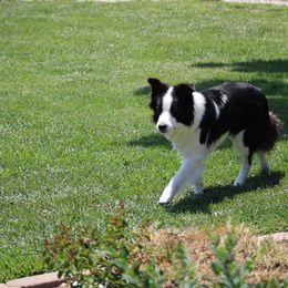 Border Collie All Grown Up from Embrace Border Collies