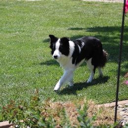Border Collie All Grown Up from Embrace Border Collies