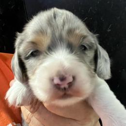 Jack - Dapple male Dachshund puppy in Bigfork, Minnesota from Dachshunds Up North