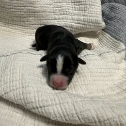 Boy 3 - Black tri-color male Aussiedoodle puppy in Charlestown, Indiana from Forever Aussies and A Doodle