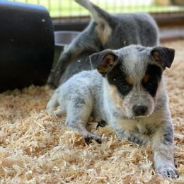 Australian Cattle Dog Puppies from Devon’s ACDs