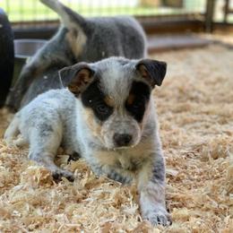 Australian Cattle Dog Puppies from Devon’s ACDs
