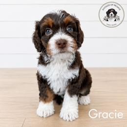 Gracie - Tri-color female Bernedoodle puppy in Greenville, Texas from Doodles of Promise