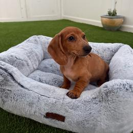 Powder - Red female Dachshund puppy in Temecula, California from Naomi Magee's Dachshund Kennel