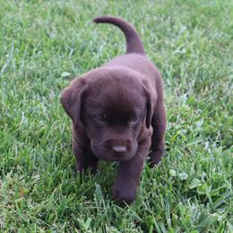 Poppy - Chocolate female Labrador Retriever puppy in Camden, Indiana from Camden's Caring Canines
