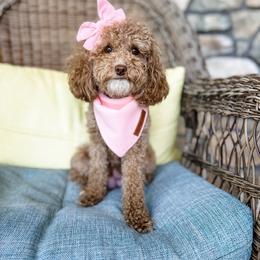 Poppy - Poodle