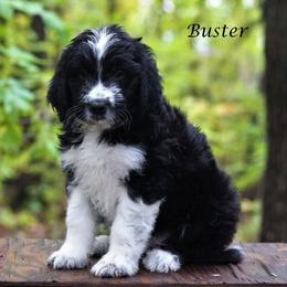 Aussiedoodle Puppies from Wilson Cattle Co.