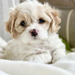 Lily - Blenheim female Cavachon puppy in Draper, Utah from Cavachon Love Chocolate Cavaliers, Cavaliers, Cavachon’s, Cavapoos