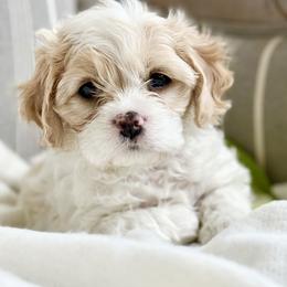 Lily - Blenheim female Cavachon puppy in Draper, Utah from Cavachon Love Chocolate Cavaliers, Cavaliers, Cavachon’s, Cavapoos
