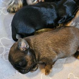 Roughcoat Belge boy - Belge male Brussels Griffon puppy in Woodville, Alabama from BamaBrussels