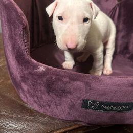 ORION - White Bull Terrier puppy in Jasper, Indiana from Beautiful Bullies
