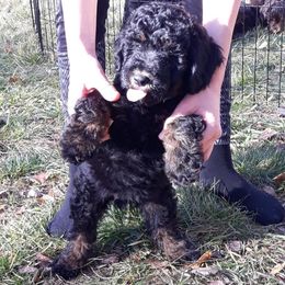 Assorted Doodle Crosses Puppies from Doodles Domain