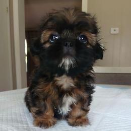 Maggie - Sable female Shih Tzu puppy in Brodnax, Virginia from K.B's