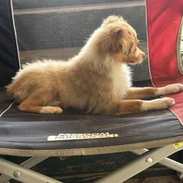 Little bit - Red merle male Miniature Australian Shepherd puppy in Kentwood, Louisiana from Frazier Fluff & CO.