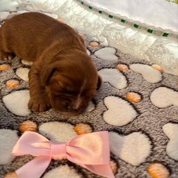 Girl 1 - Ruby female Cavalier King Charles Spaniel puppy in Green Bay, Wisconsin from Family first cavaliers