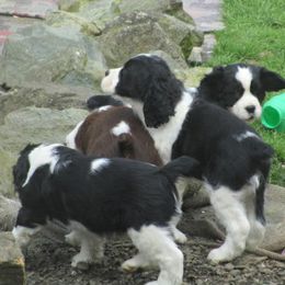 English Springer Spaniels from Springer Spaniels of McCormick