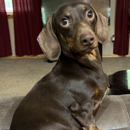 Thor - Dachshund