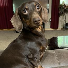 Thor - Dachshund