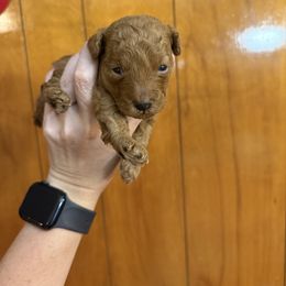 Rusty - Red  male Poodle puppy in Ennis, Texas from Johnson Ventures