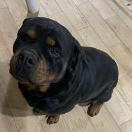 Kitkit - Rottweiler