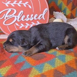 Black Tri Female 3 - Black tri-color female Australian Shepherd puppy in Crossville, Alabama from Bluff View Aussies