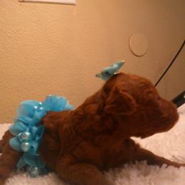 Addison - Red  female Poodle puppy in Hesperia, California from Sweetie Pie Poodles