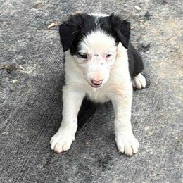Australian Cattle Dog and Border Collie Puppies from 3R Ranch / Australian cattle dogs