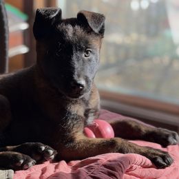 Female- Dark beautiful color confident perfect for all lifestyles - Black sable female Belgian Malinois puppy in Dallas, Texas from OreVis Malinois