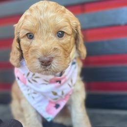 Cupcake - Caramel female Australian Labradoodle puppy in Citrus Heights, California from Elite Blend Labradoodles