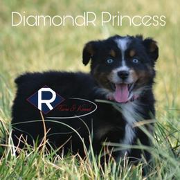 DiamondR Princess - Black tri female Miniature Australian Shepherd puppy in Gravette, Arkansas from DiamondR Mini Aussies @ DiamondR Farm & Kennel