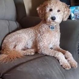 Goldendoodles from Saleena's Goldendoodles