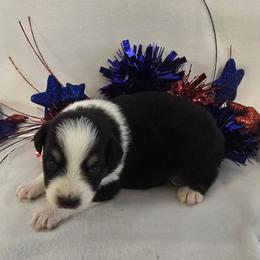 Girl 2 - Black tri-color female Australian Shepherd puppy in Lakeland, Florida from Diamond P Australian Shepherds