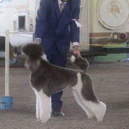 Bacardi  - Poodle