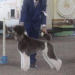 Bacardi  - Poodle