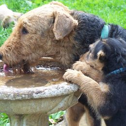 Airedale Terriers from Klondike Airedales