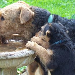 Airedale Terriers from Klondike Airedales