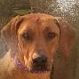 Farrah - Rhodesian Ridgeback