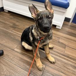 Green - Sable male German Shepherd puppy in Buckeue, Arizona from Légende Vivante Du Chief Kennel