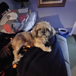 Shylyn - Shih Tzu