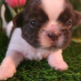 Bella (Brittany) - Chocolate female Shih Tzu puppy in Brighton, Missouri from Morningstar's Shih Tzu