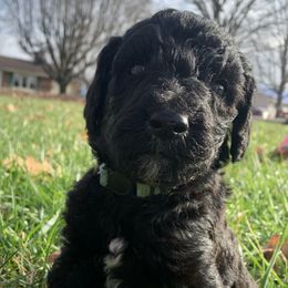 Male, Light Blue - Poodle puppy in Bowling Green, Kentucky from Wilkins Standard Poodles